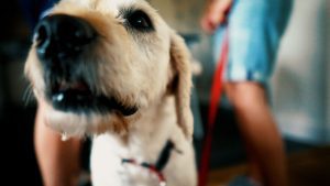 Fire Performer Wedding Video Cornwall The Green