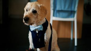 Fire Performer Wedding Video Cornwall The Green